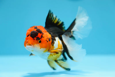 Special Thai Oranda