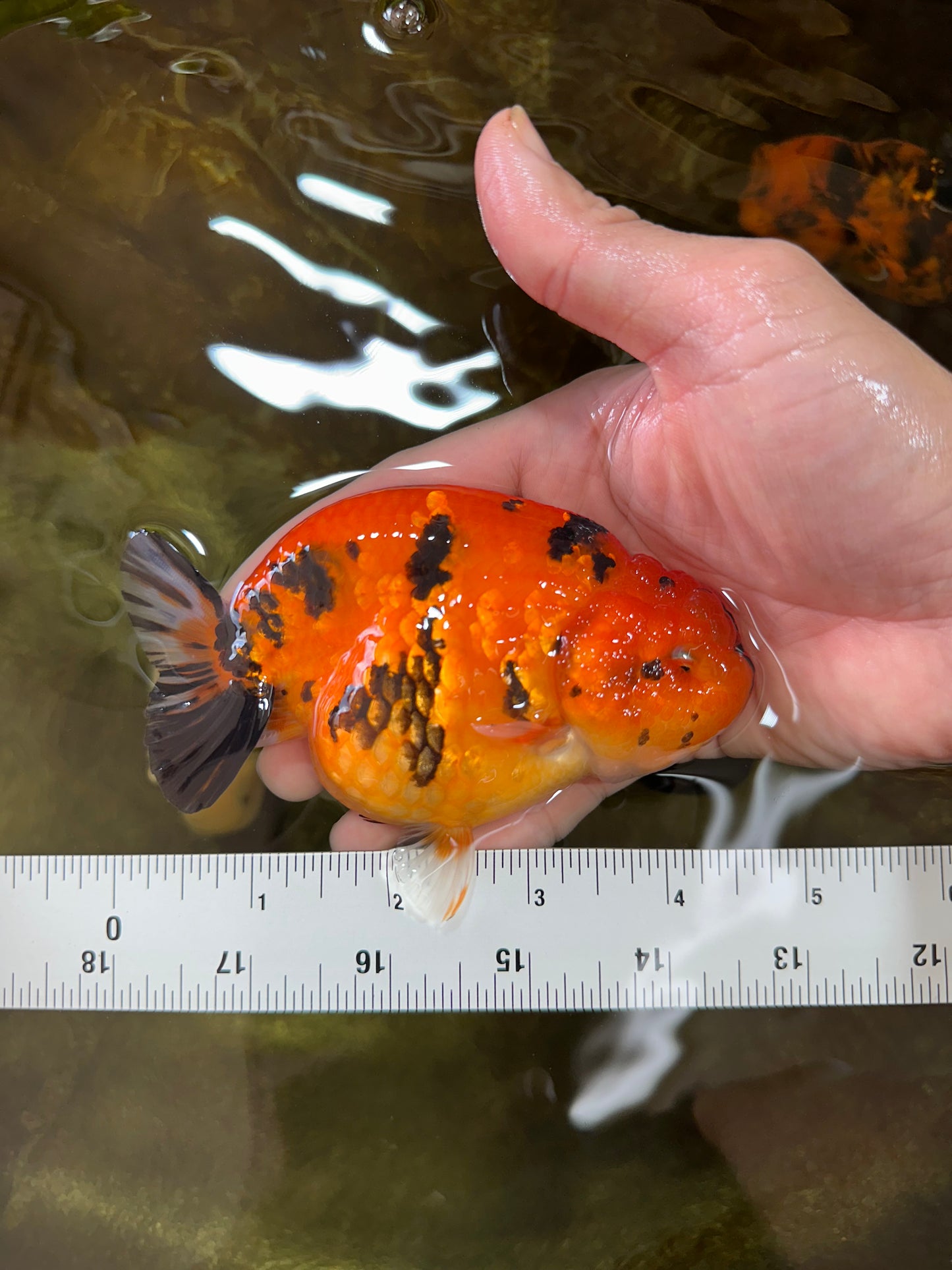 AAA Grade Tiger LionQueen 4.5 inches #053025LC_04