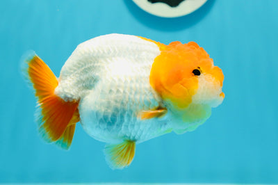 New ✨ Chunky Mirinda Red White Lionchu Female 4.5 inches #0419LC_06