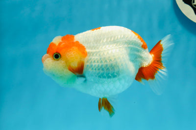 A Grade Water Pig Red White LionQueen 4.5 inches #1201LC_04