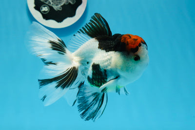Oranda tricolore mâle de qualité A 5 pouces #0726OR_07