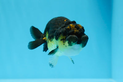 Femelle Ranchu Black Gold à joues potelées 4 pouces #0726RC_35
