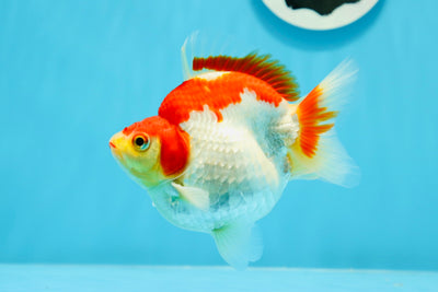 Ryukin hembra de color rojo y blanco, de calidad A, de 4,5 pulgadas, n.º 0510RK_02