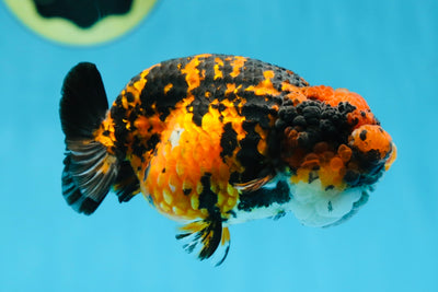 A Grade Tiger LionQueen 4-4.5 inches #080125LC_17