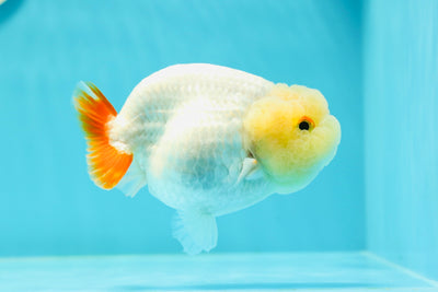 🍋 Lemonhead Lionchu Male 4-4.5 inches #0405LC_08