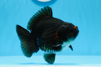 Yuanbao macho negro con pompón de grado A de 4,5 pulgadas n.° 0706YB_18