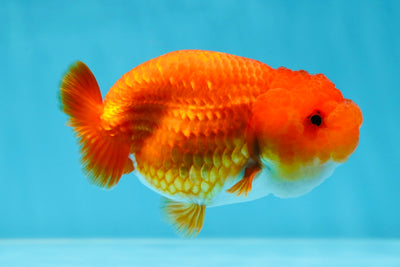 A Grade Red White LionQueen 4 inches #053025LC_07