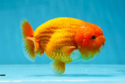 AAA Grade CLASSY Red Super Adorable LionKing 4-4.5 inches #032125LC_18