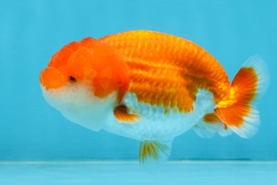 AAA Grade Red White LionQueen 4 inches #112825LC_02