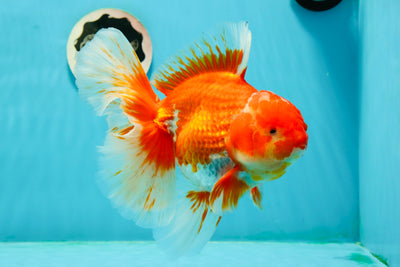 AAA Grade Red White Godzilla Oranda Male 6.5 inches #0209OR_11