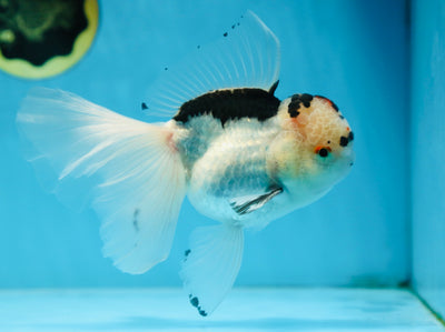 A Grade SPECIAL Panda Oranda Male 6 inches #090525OR_14