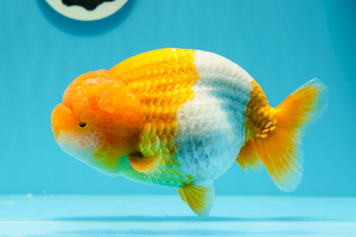 AAA Grade SUPER WEN Orange White LionQueen 6 inches #0607LC_25