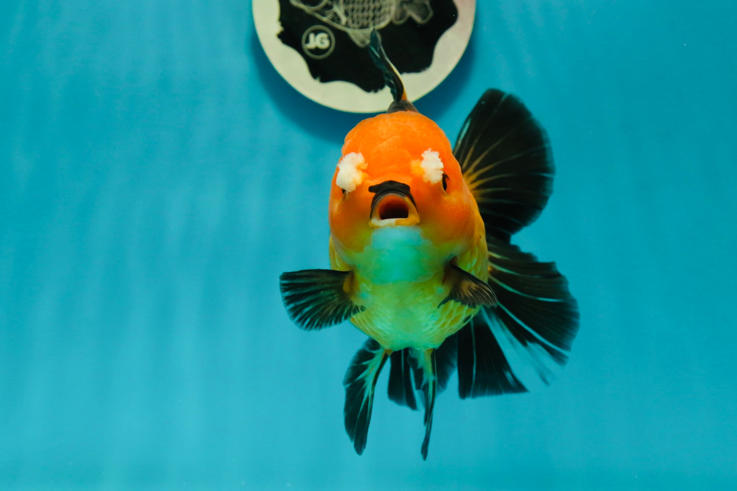 Apache (Black Orange) Pompom Button Eyes Oranda Female 5.5 inches #110124OR_03