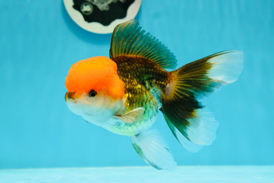 Femelle Oranda tricolore à tête orange 5 pouces #122923OR_02