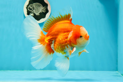 Mâle Oranda à queue rose Godzilla rouge et blanc de qualité exposition 5,5 à 6 pouces #0223OR_15