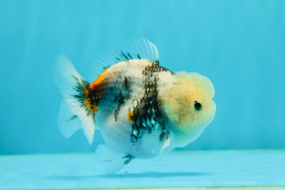 Granit Wen Perle Marbrée Yuanbao Femelle 3-3,5 pouces #1110YB_01