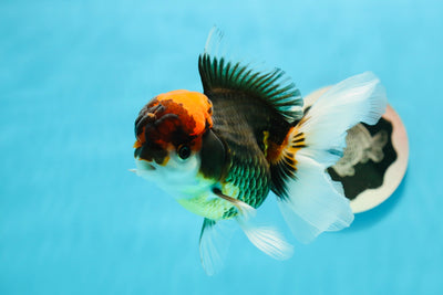 Femelle Oranda tricolore Volcano de catégorie A de 4,5 à 5 pouces #121523OR_09