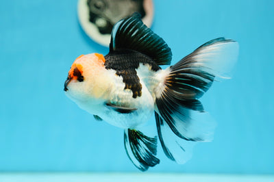 AAA Grade Tricolor Oranda Female 5-5.5 inches #0915OR_05