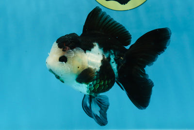 A Grade Tricolor Button Eyes Oranda Female 4.5-5 inches #022125OR_03