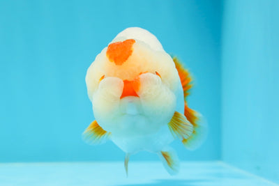 New ✨ A Grade 13 Lucky Red Point LionKing 4.5 inches #0426LC_01