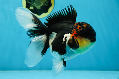 AAA Grade TOP Tricolor Oranda Female 6 inches #051625OR_31