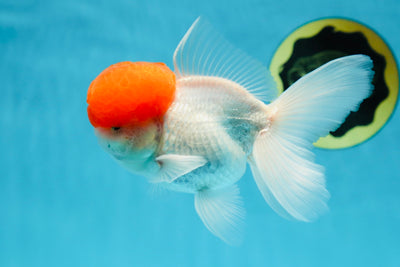 A Grade Red Cap Oranda Male 4.5-5 inches #050925OR_46