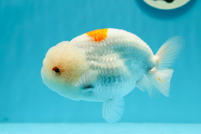 AAA Grade Mac N Cheese LionKing 5 inches #0607LC_20