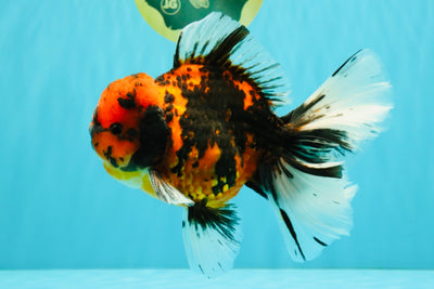 A Grade Tiger Oranda Male 6-6.5 inches #072426OR_20
