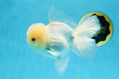 AAA Grade Snow White Oranda Male 5-5.5 inches #030725OR_07