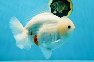 AAA Grade Marble Blue Base Yuanbao Male 6.5 inches #022825YB_02