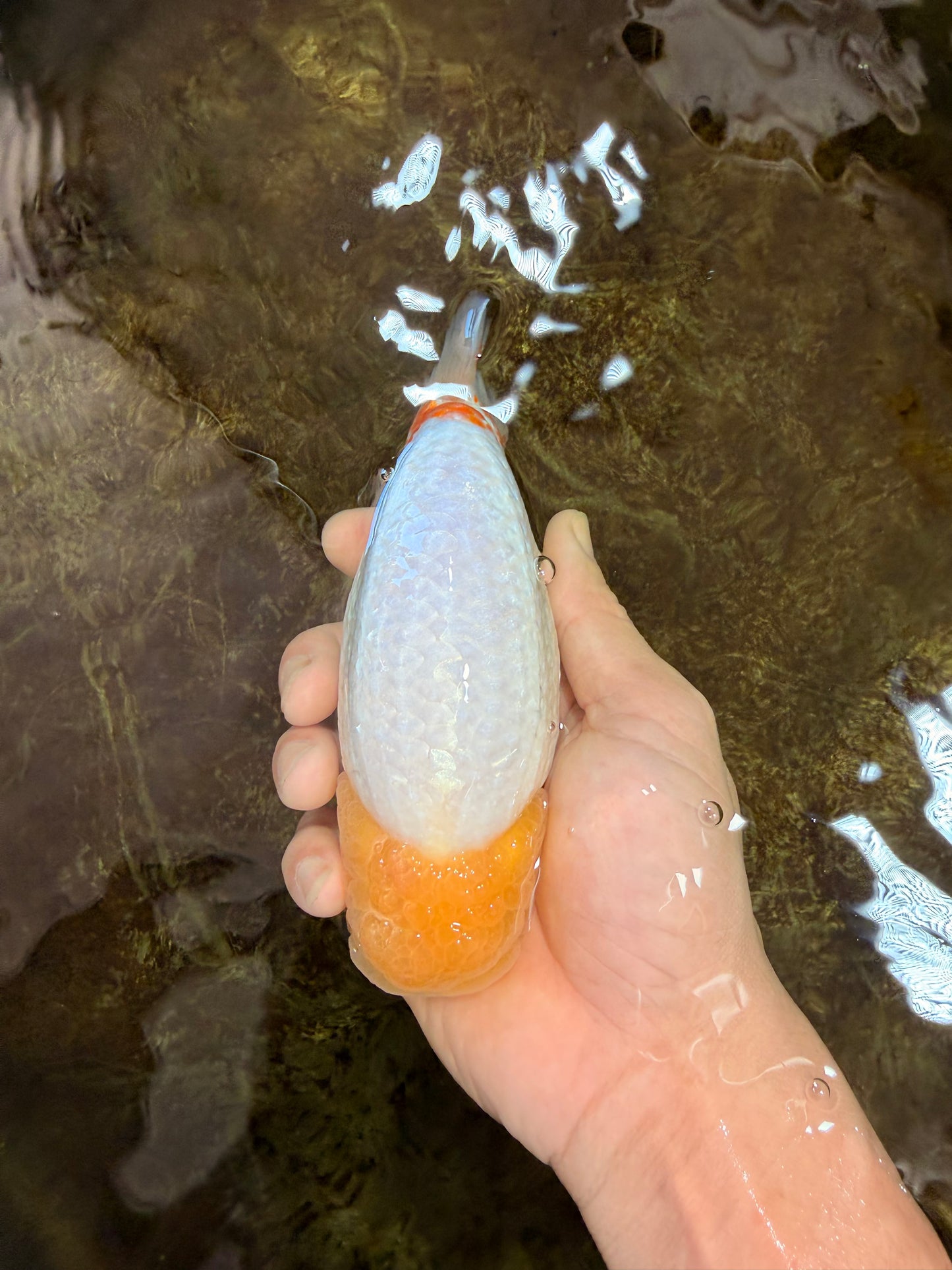 AAA Grade Strong Body Structure Lemonhead LionKing 5.5 inches #101025LC_18