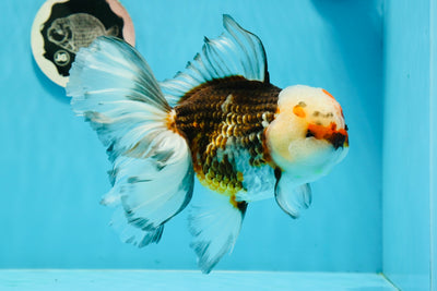 A Grade Tricolor Rose Tail Oranda Female 6-6.5 inches #1201OR_01