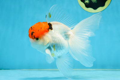 A Grade Tricolor Oranda Male 5.5 inches #062725OR_18