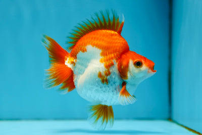 AAA Grade Ryukin Male 3.5-4 inches #0922RK_05