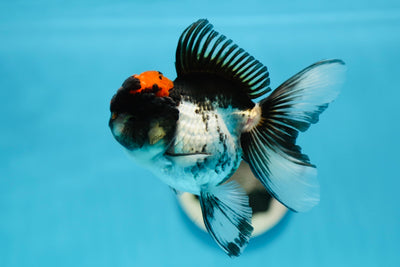 AAA Grade Helmet Tricolor Oranda Female 4.5 inches #0915OR_04