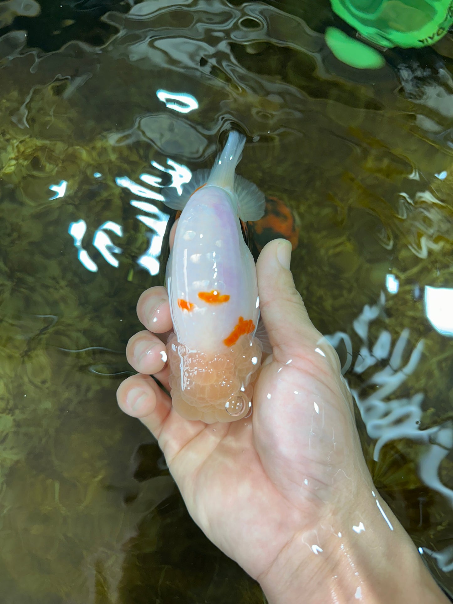 A Grade Red White Sakura Lionking 4.5 inches #080125LC_15