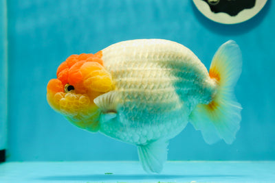 Buffle Ranchu femelle rouge et blanc de catégorie AAA de 6 pouces #0322LC_09