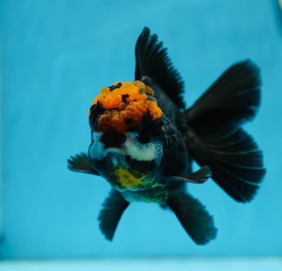 AAA Grade Tricolor Oranda Male 4.5-5 inches #0818OR_20