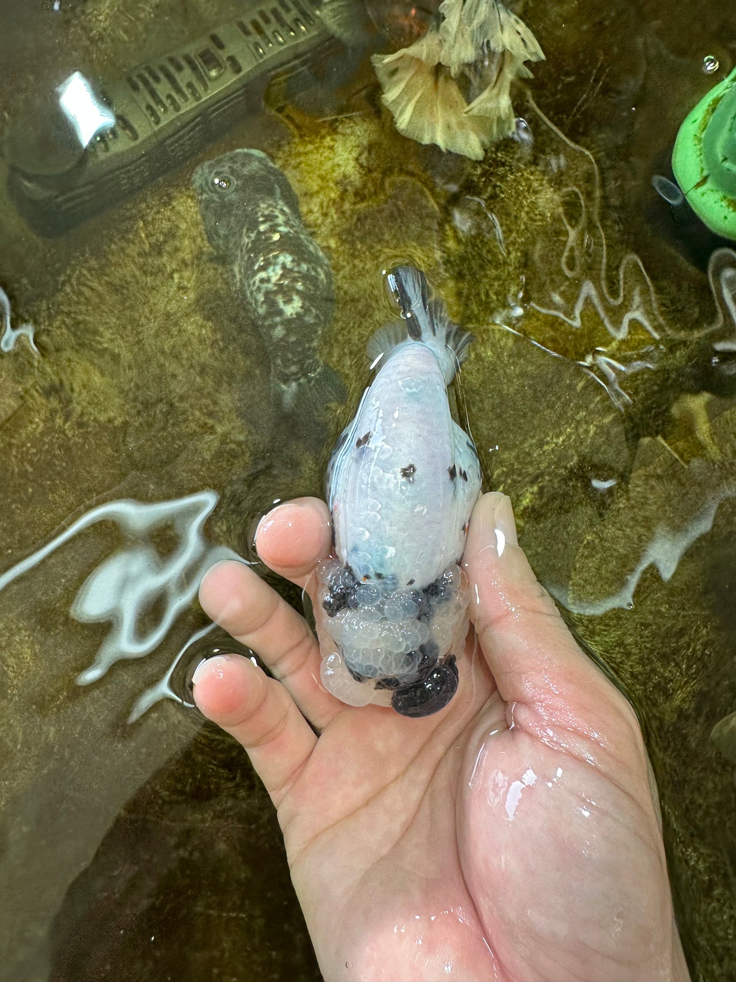 SPECIAL YIN-YANG AAA Grade Cow LionQueen 4 inches #081525LC_03