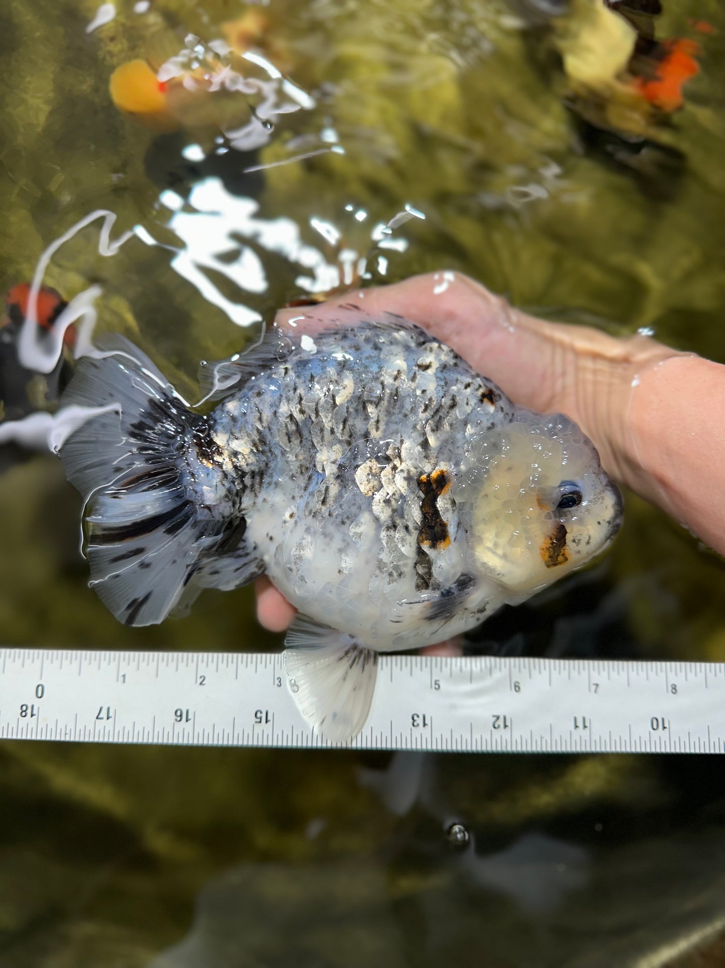 MONSTER AAA Grade White Tiger Yuanbao Male 7-7.5 inches #042525_01