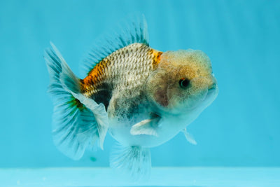 Piments de catégorie A Kirin Yuanbao mâle 3,5 à 4 pouces #1208YB_09