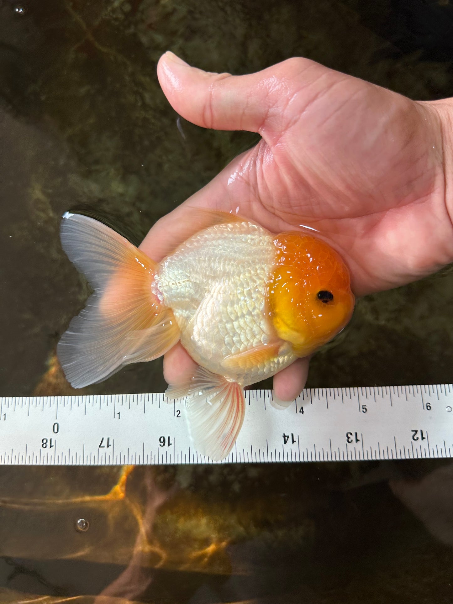 A Grade Lemonhead Oranda Male 4.5-5 inches #080125OR_25