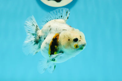 Granit en marbre de qualité A Yuanbao femelle 3,5 pouces #1110YB_02