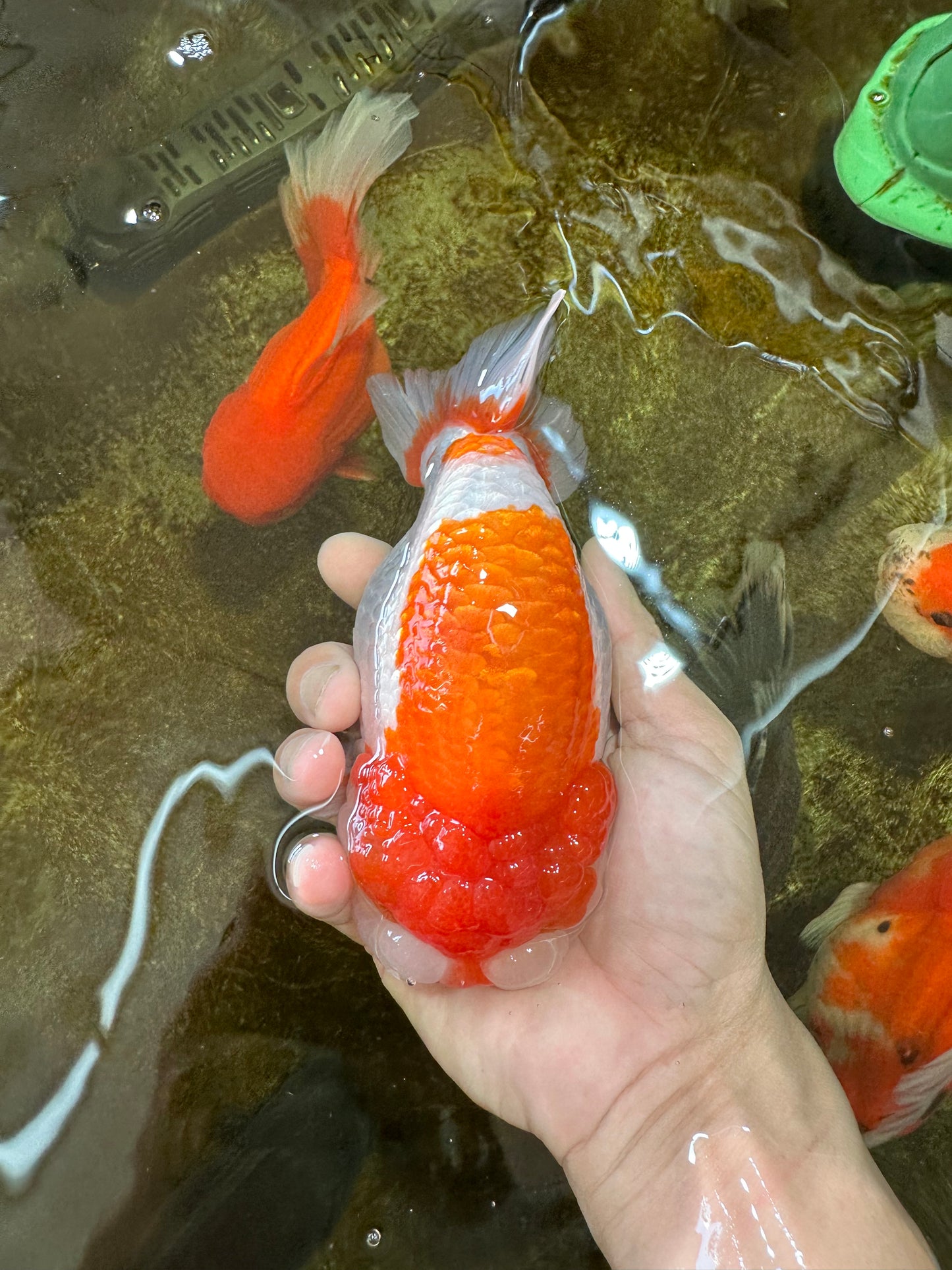 AAA Grade Red White LionKing 5.5-6 inches #081525LC_01