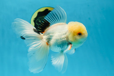 A Grade White Oranda Male 5.5 inches #052325OR_02