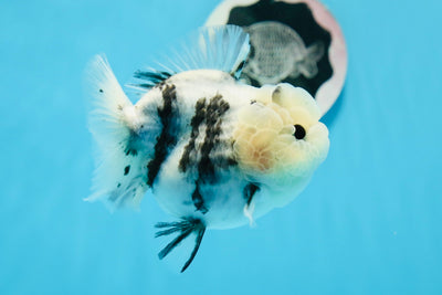 Bulldog hembra tigre blanco Yuanbao de grado A de 4 pulgadas n.° 0719YB_14