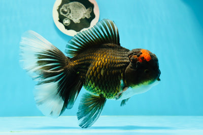 AAA Grade Volcano Tricolor Giant Generation Oranda Male 6.5 inches #0315OR_06