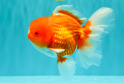 CHUNKY A Grade Cherry Blossom Red White Oranda Male 5.5 inches #061926OR_25