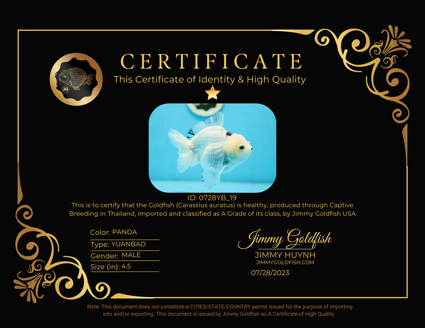 Panda Yuanbao mâle de catégorie A 4,5 pouces #0728YB_19