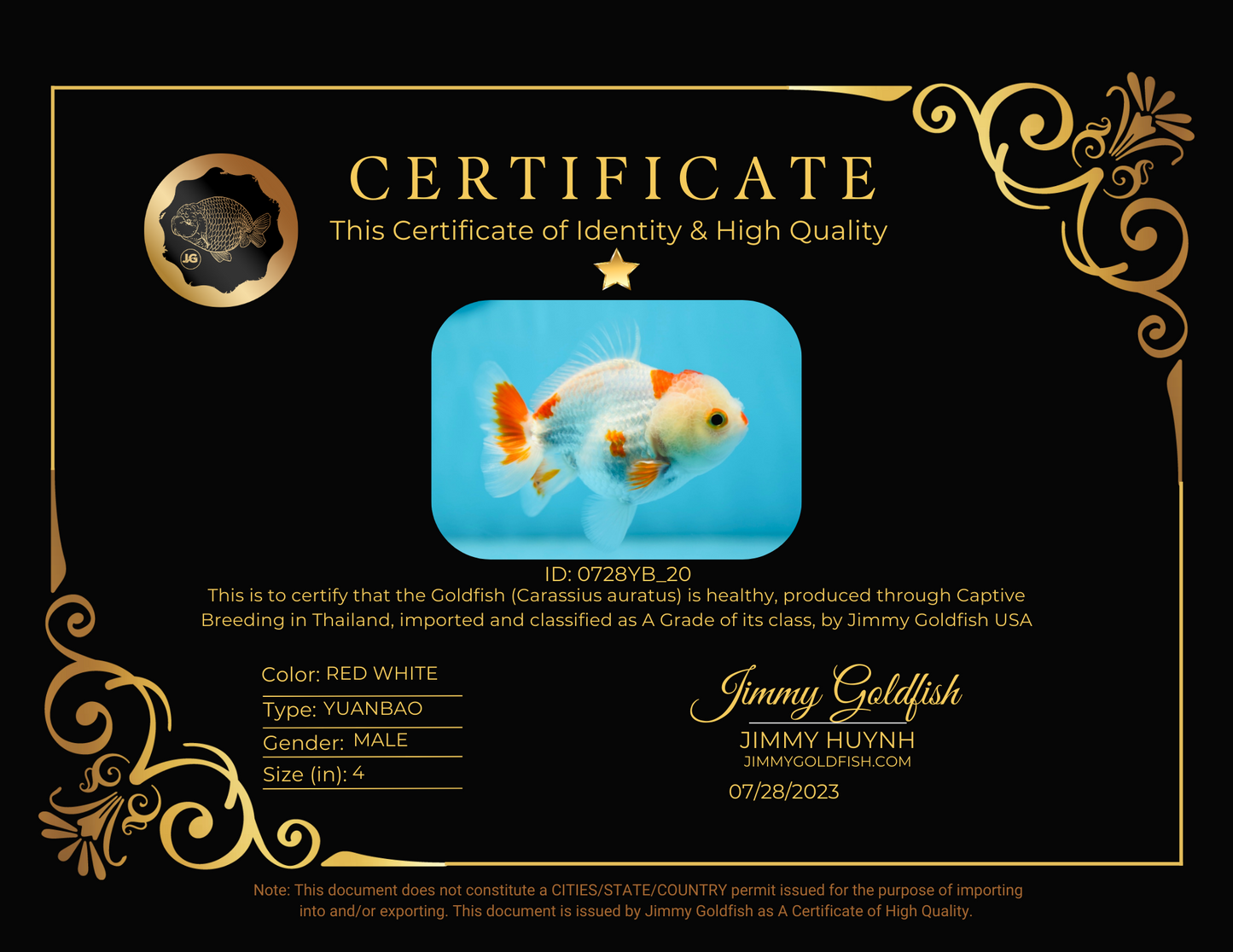 A Grade Red White Yuanbao Male 4 inches #0728YB_20